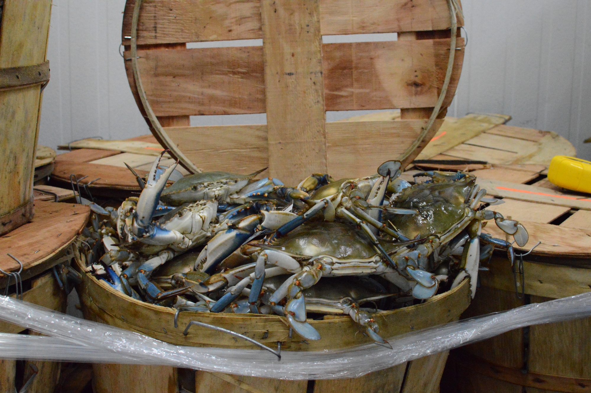 Open bushel of live blue crabs