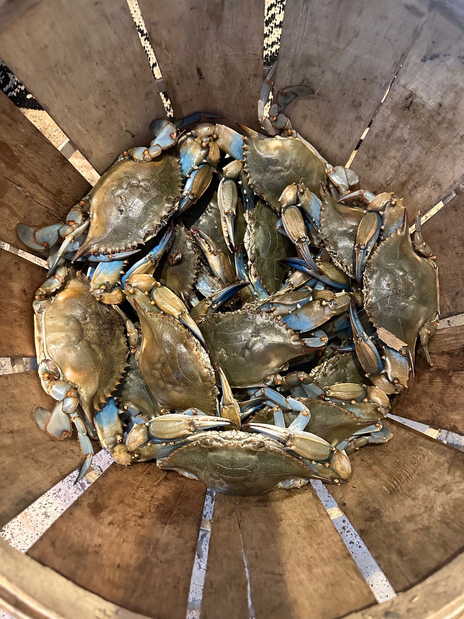 Live blue crabs packed in a wooden bushel