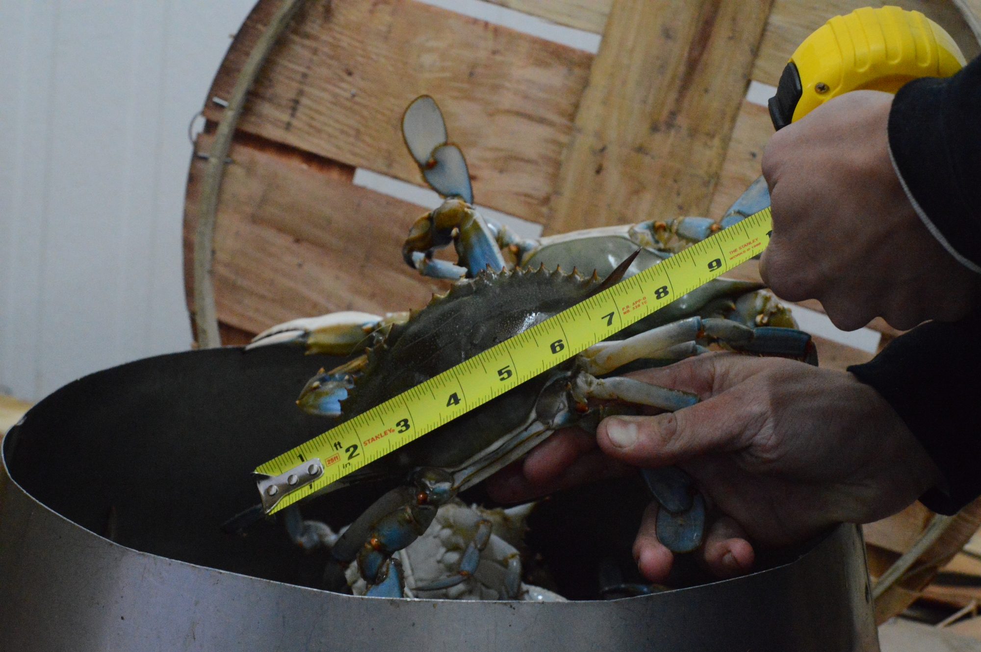 Tape on a live blue crab, point to point